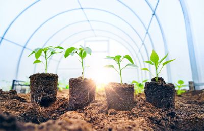 Green Roof Installation